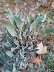 Limoniastrum monopetalum