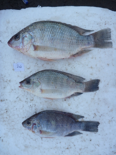 Lake Rukwa Tilapia