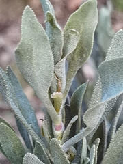 Limoniastrum monopetalum