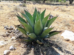 Agave salmiana crassispina