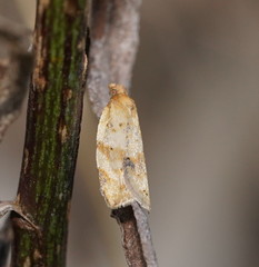 Clepsis therina