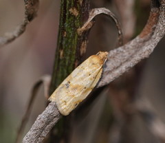 Clepsis therina
