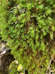 Bartramiopsis lescurii