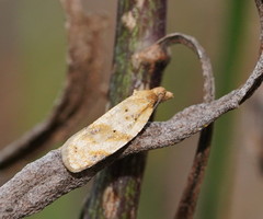 Clepsis therina