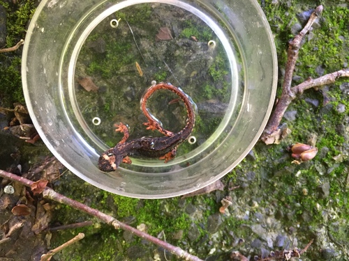 Salamandrina perspicillata