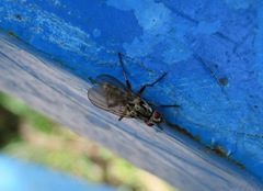 Eustalomyia vittipes