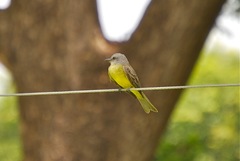 Tyrannus melancholicus