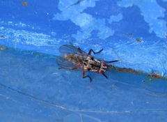 Eustalomyia vittipes