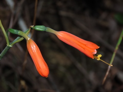 Stenomesson miniatum