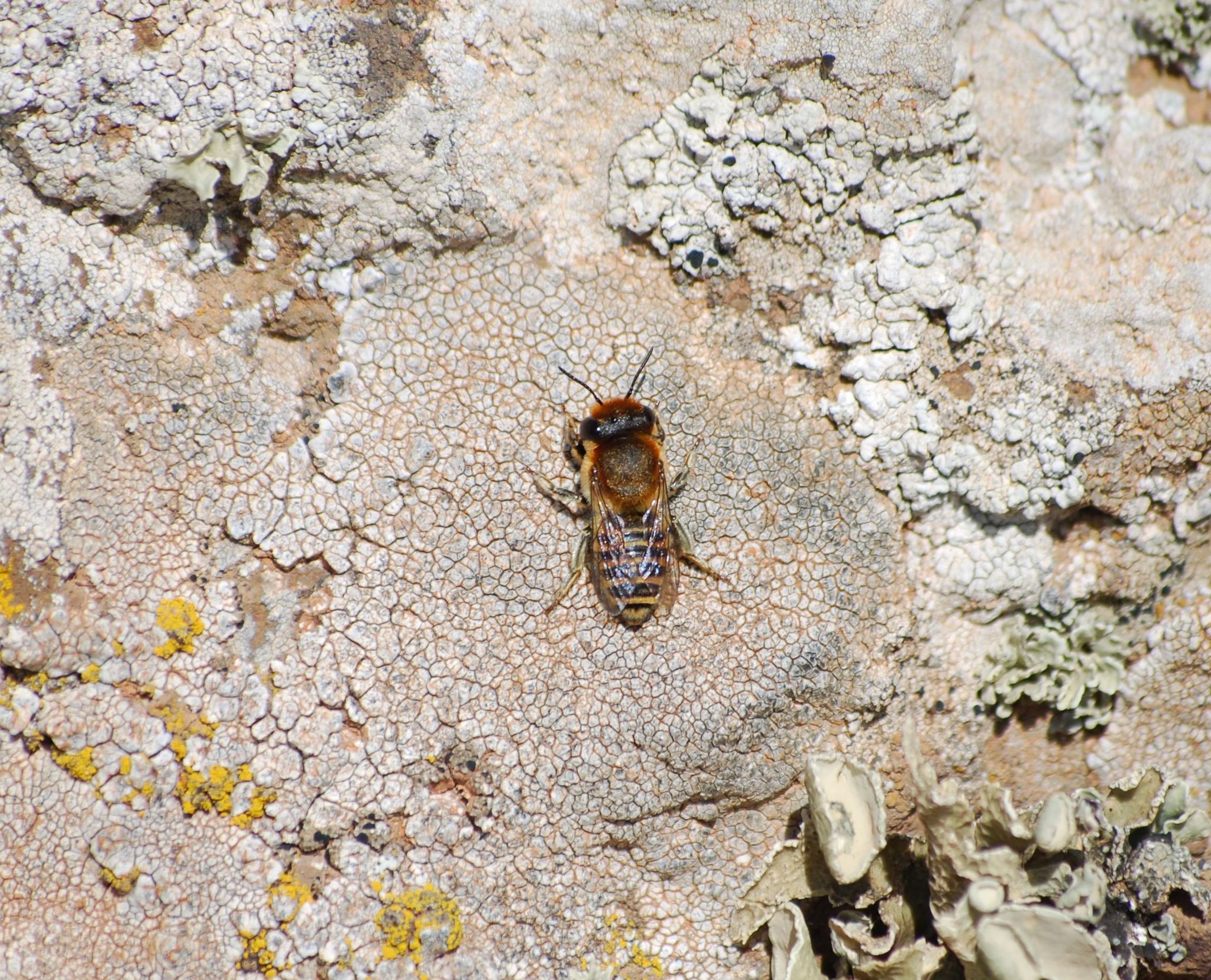 Megachile binominata
