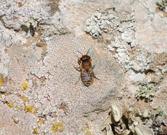 Megachile binominata