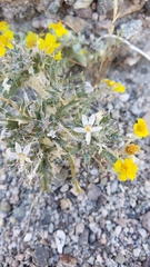 Loeseliastrum schottii