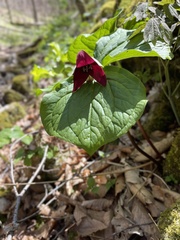 Trillium sulcatum