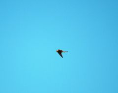 Falco tinnunculus dacotiae