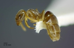 Bothriomyrmex communista