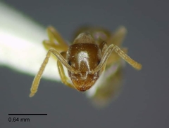 Bothriomyrmex communista