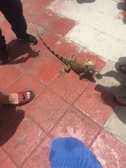 Iguana iguana