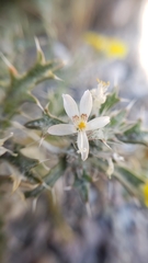 Loeseliastrum schottii