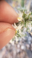 Loeseliastrum schottii