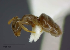 Bothriomyrmex communista
