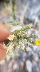 Loeseliastrum schottii