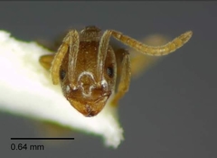 Bothriomyrmex communista