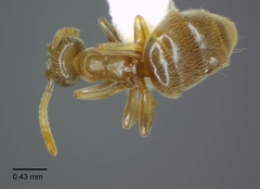 Bothriomyrmex communista