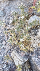 Loeseliastrum schottii