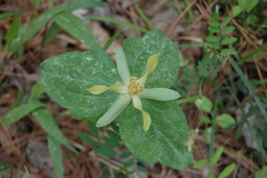 Trillium stamineum