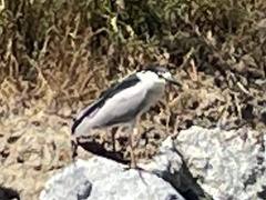 Nycticorax nycticorax