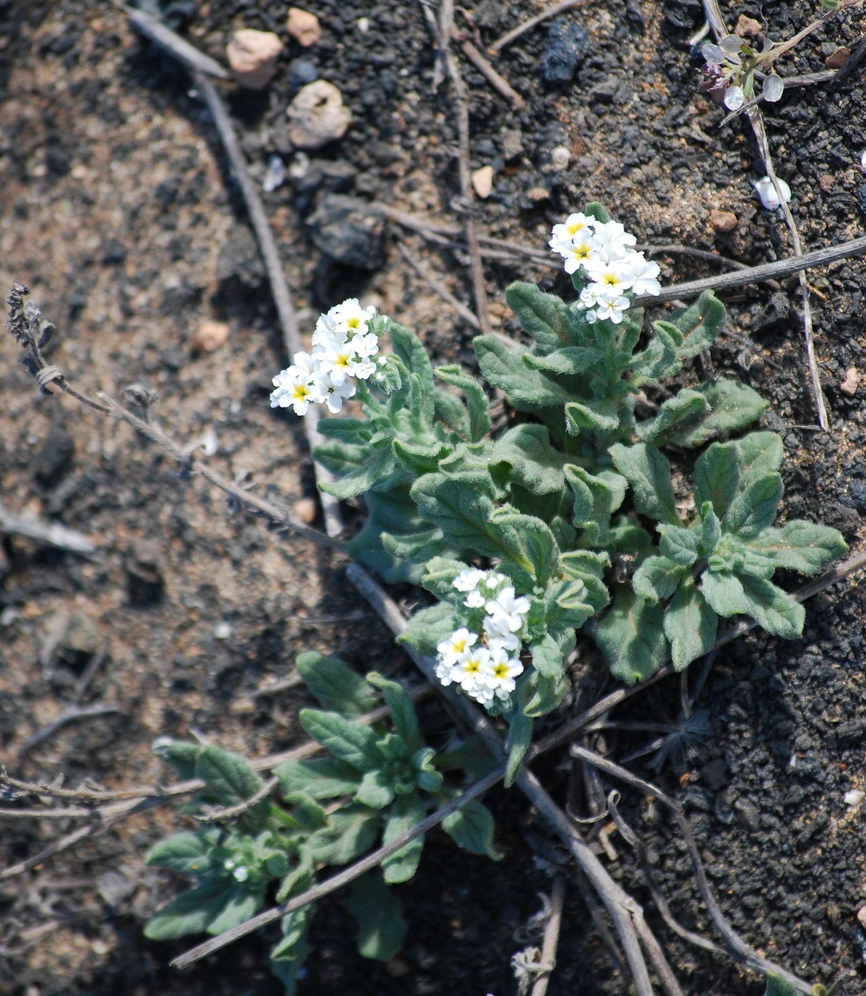 Heliotropium bacciferum