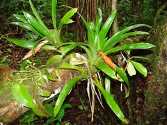 Guzmania nicaraguensis