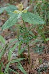Trillium stamineum