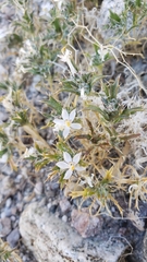 Loeseliastrum schottii