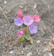 Pulmonaria officinalis