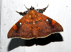 Rectipalpula billeti
