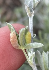 Dasineura lupinorum