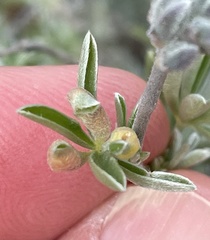 Dasineura lupinorum