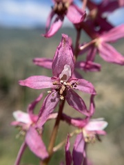 Delphinium purpusii