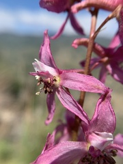 Delphinium purpusii