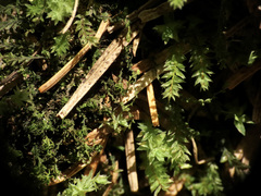 Tetraphis geniculata