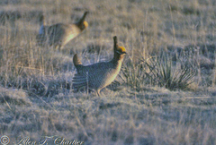 Tympanuchus pallidicinctus