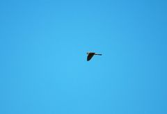 Falco tinnunculus dacotiae