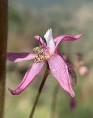 Delphinium purpusii