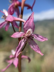 Delphinium purpusii