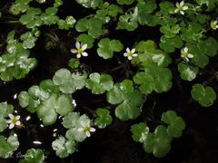 Ranunculus omiophyllus