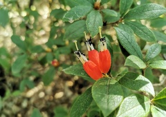 Rhododendron spinuliferum