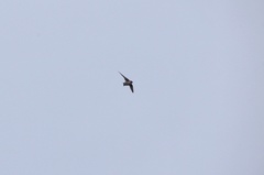 Ptyonoprogne rupestris