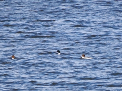 Mergus merganser