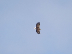 Haliaeetus albicilla